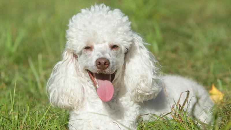 Poodle aspectos e curiosidades