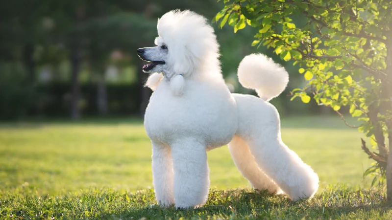 Poodle curiosidades