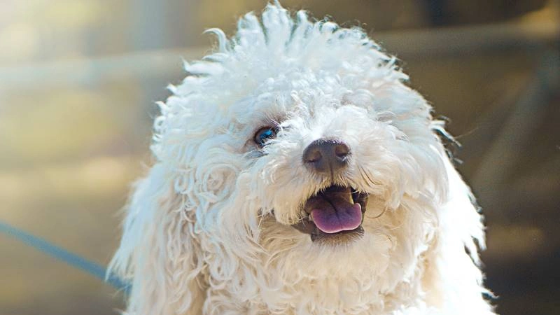 Poodle portes