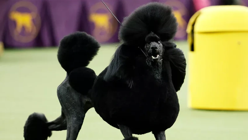 Poodle tipos