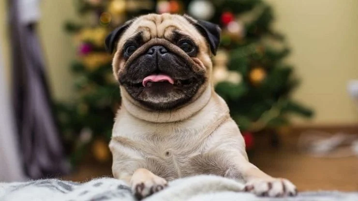 Pug Pets e Afins