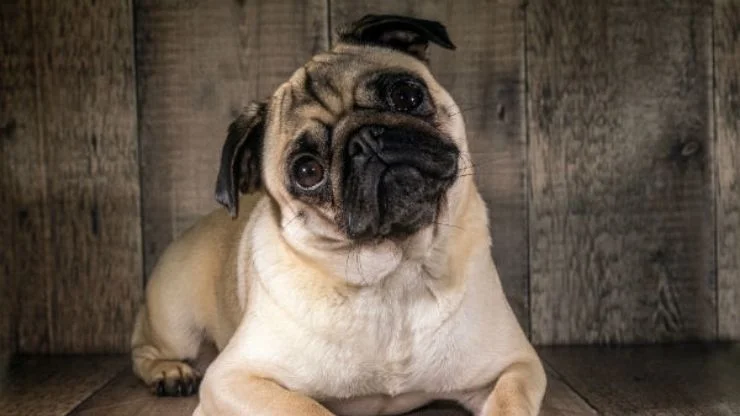 Pug Pets e Afins