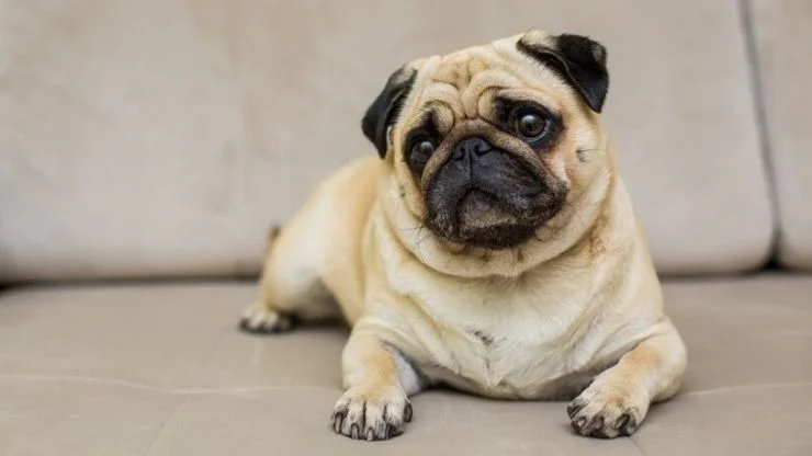 Pug Pets e Afins