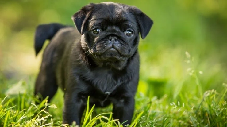 Pug Pets e Afins