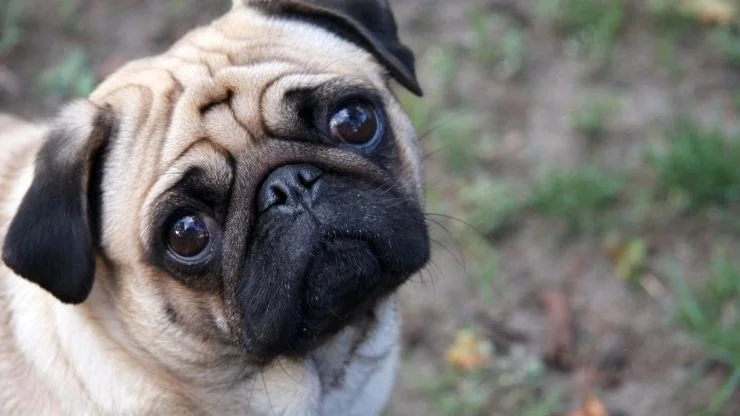 Pug Pets e Afins