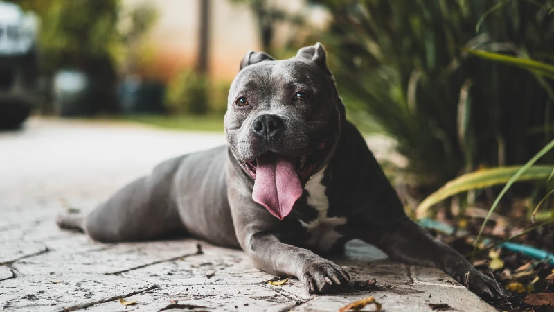Raça Pitbull