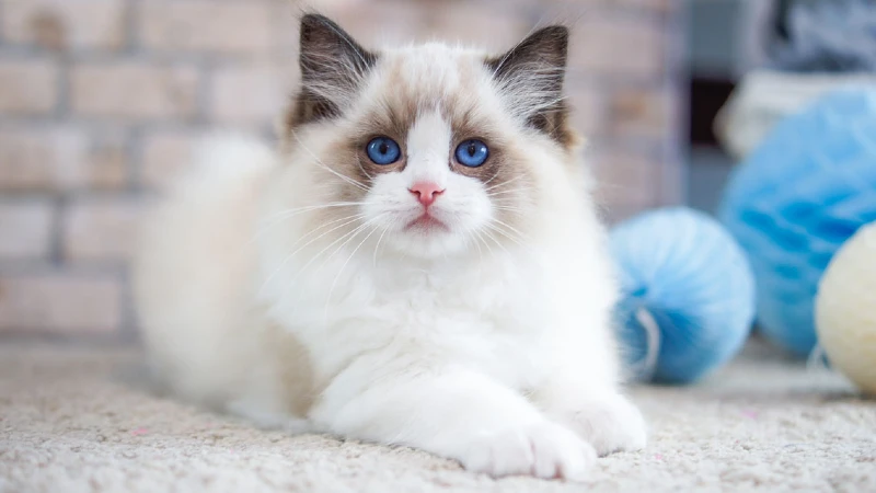 Ragdoll curiosidades