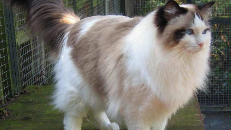 Ragdoll fatos