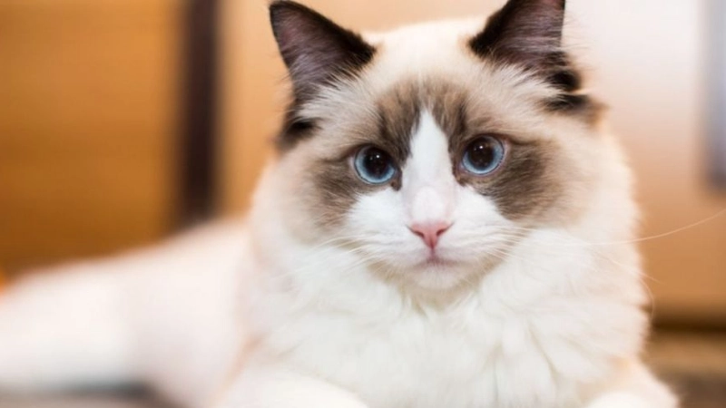 Ragdoll