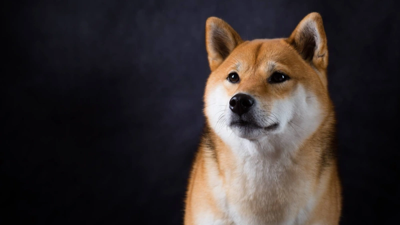 Shiba Inu características