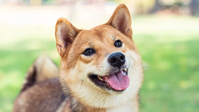 Shiba Inu curiosidades