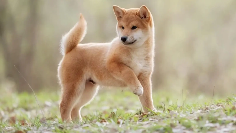 Shiba Inu destaques