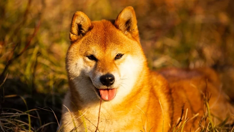 Shiba Inu história