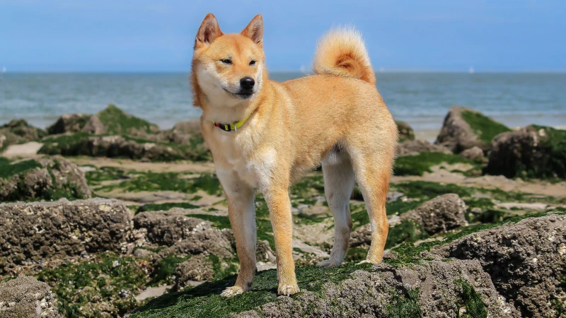 Shiba Inu