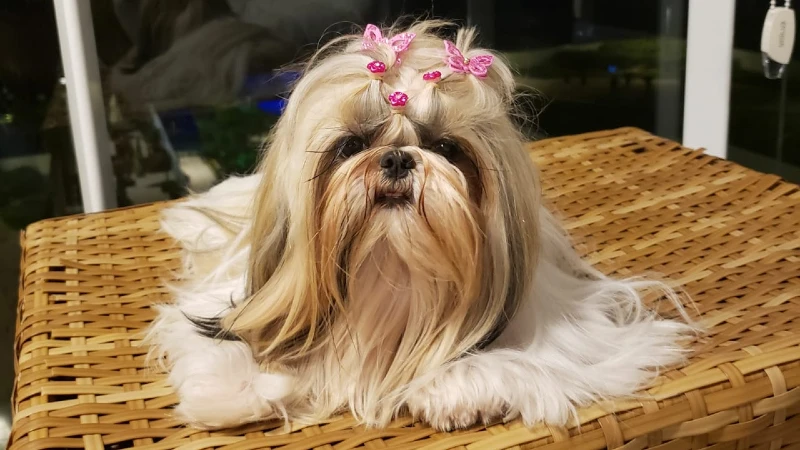 Shih Tzu aspectos