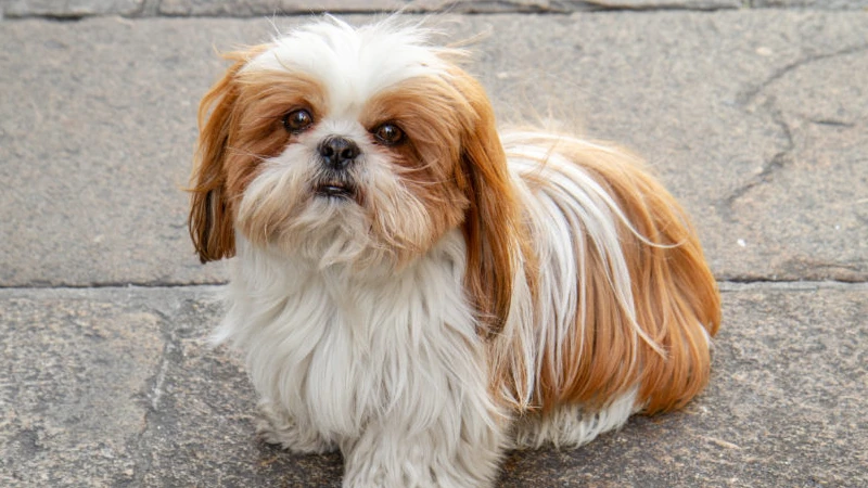 Shih Tzu caracteristicas