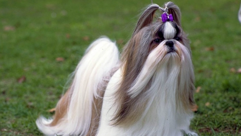 Shih Tzu curiosidades