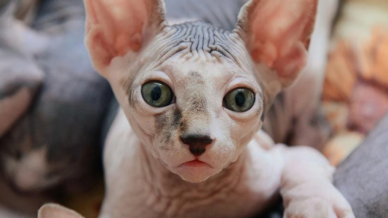 Sphynx caracteristicas