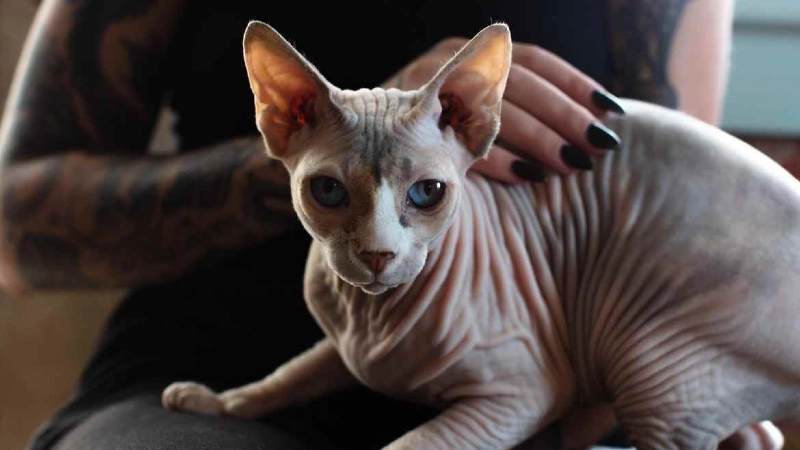 Sphynx