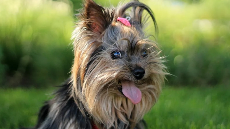 Yorkshire Terrier aspectos