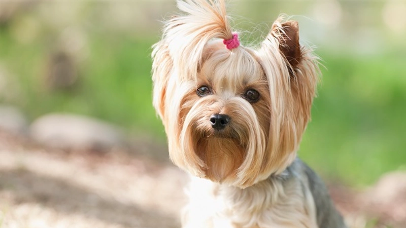 Yorkshire Terrier curiosidades