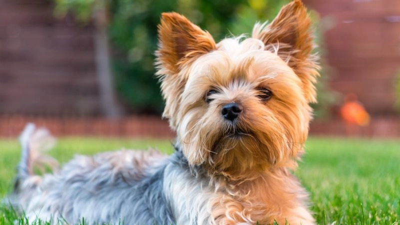 Yorkshire Terrier personalidade