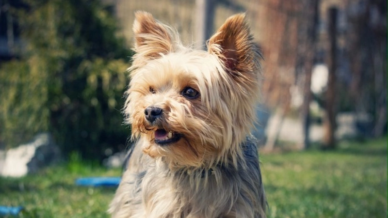 Yorkshire Terrier