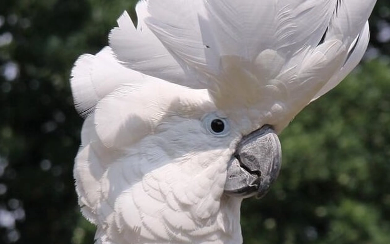 cacatua informações