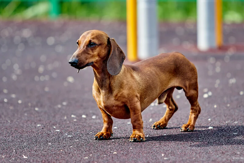 cachorro Dachshund cachorro salsicha