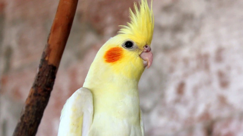 Calopsita
