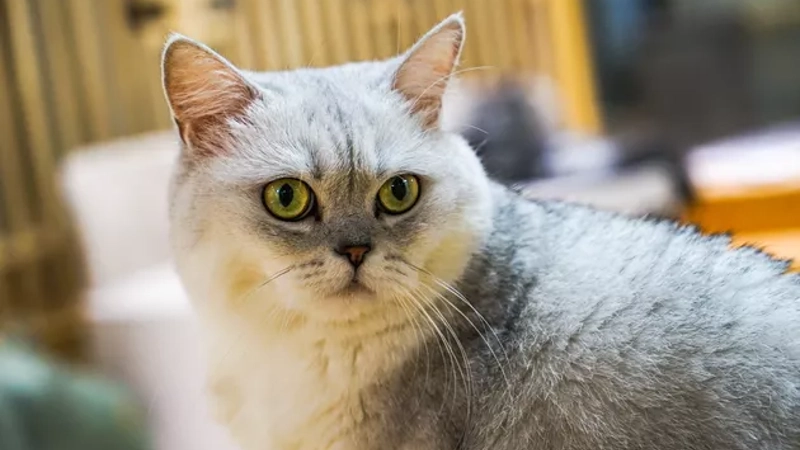 cuidados British Shorthair