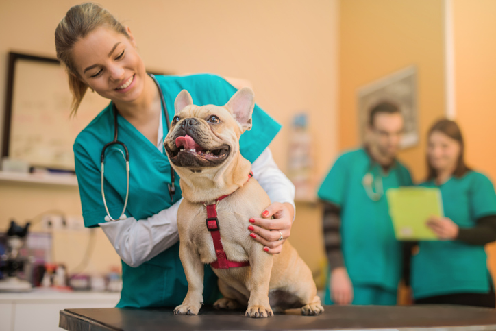 cuidados para se tomar com o cachorro ou gato