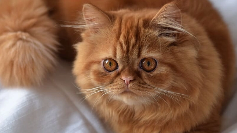 gato persa características