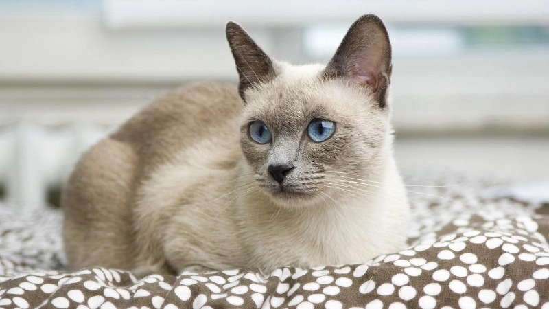 gato siames curiosidades