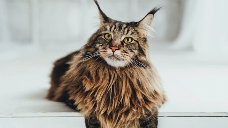 história maine coon