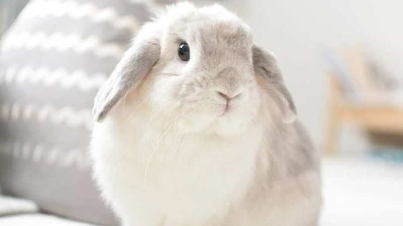 holland lop caracteristicas