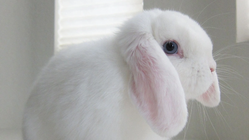 holland lop história