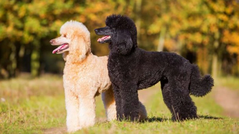 poodle caracteristicas