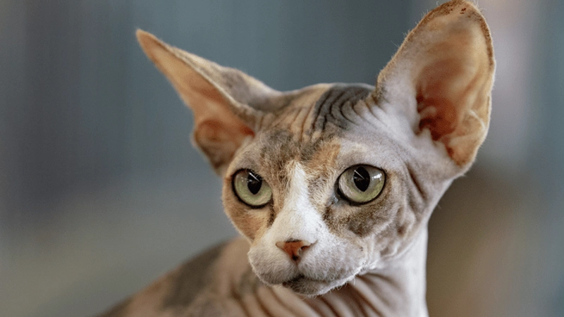 sphynx detalhes
